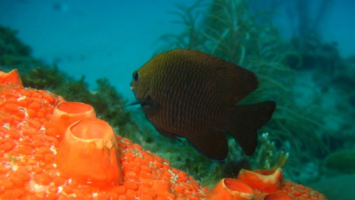 Damselfish (19)_106